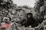 'One Year Old Mountain Gorilla, Rwanda,' 1994