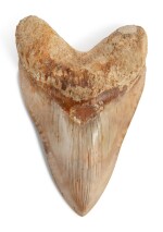 The Tooth of a Megalodon