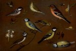 ORSOLA MADDALENA CACCIA  | Still life of birds, including a marsh tit, chiffchaff, chaffinch, blue tits, goldrest, lapwing and a great tit