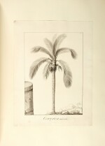 P.A. Poiteau and P.J.F. Turpin | Original drawings for Humboldt and Bonpland's Plantes équinoxiales, 1808–1817