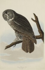 JOHN JAMES AUDUBON (AFTER) | GREAT CINEREOUS OWL (PLATE CCCLI)