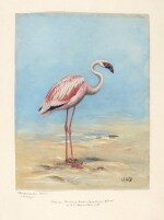 Bird Studies | Watercolour drawings by Lodge, Wolf, Huggins and Bright, 2 volumes, 1820-1899