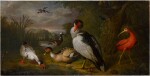 A muscovy duck, a red ibis and other fowl in a landscape