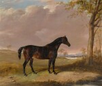 A black stallion in a landscape