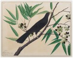 An Asian Koel (Eudynamys scolopacea) on a flowering branch, from the Impey Album, signed by Shaykh Zayn al-Din, India, Company School, Calcutta, dated 1777