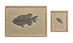 A Pair Of Framed Fossilized Fish