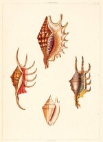 CONCHOLOGY | Two works on shells by Perry and Lamarck
