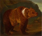 A brown bear in a landscape