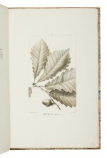 Michaux, André | A groundbreaking monograph on American oaks, the Arpad Plesch copy