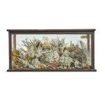 A Victorian walnut and glazed display cabinet with an arrangement of sea shells and coral
