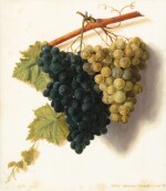 Trompe l’œil still life with a bunch of white and black grapes