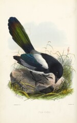Keulemans | A Natural History of Cage Birds, 1871