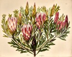 [Arabella E. Roupell] | Specimens of the flora of South Africa, London, 1849, original tan buckram by Robotham