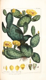 Miller | Figures of Beautiful, Useful, and Uncommon Plants described in the Gardeners' Dictionary, 1809