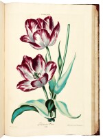 Trew. Hortus nitidissimis. [1750]-1772