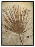 A Fossil Palm Frond with Two Fish