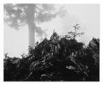 Mist, Cascade Pass, Washington