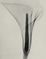 DR. DAIN L. TASKER | 'X-RAY OF A LILY'