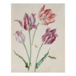 ATTRIBUTED TO CARL WILHELM DE HAMILTON | STUDIES OF TULIPS, WITH A MOTH AND CATERPILLAR