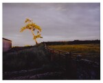 SAM TAYLOR-JOHNSON | SELF PORTRAIT AS A TREE