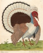 Eleazar Albin | A natural history of birds [and] A natural history of English insects, 1738-1749, 4 volumes, contemporary calf