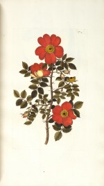 Nikolaus Joseph von Jacquin | Hortus botanicus Vindobonensis, Vienna, 1770–76, 3 vols, contemporary diced russia