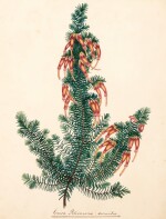 "Cape Heaths" | An album of watercolour drawings of South African ericaceous plants, mid-nineteenth century