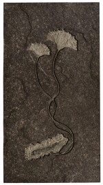 A Double Sea Lily (Crinoid) Fossil Mural