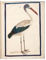 Indian school | An album of watercolour drawings of birds, early nineteenth-century