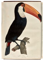 François Levaillant | Histoire naturelle des oiseaux de Paradis et des Rolliers, Paris, 1806, 2 vols, later marbled calf
