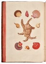 Georg Wolfgang Knorr | Deliciae naturae selectae. Dordrecht, 1771, illustrated "cabinets of wonders"