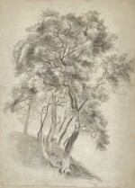 Study of trees on a hillside, probably at Lake Nemi
