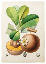 Précieux album comportant 146 aquarelles de plantes et de fleurs par deux des plus éminents artistes botaniques de leur époque. [Entre 1801 et 1820]. Album in-folio.