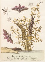 Eleazar Albin | A natural history of English insects, 1735, contemporary calf