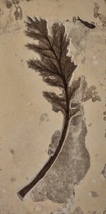 A Large Fossil Palm Flower with Diplomystus Fish