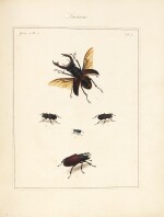 Martyn | The English Entomologist, 1792
