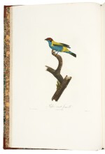 Anselme-Gaëtan Desmarest | Histoire naturelle des tangaras, des manakins et des todiers, 1805