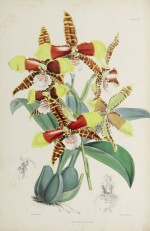 BATEMAN, JAMES | A Monograph of the Odontoglossum. London: Savill, Edwards & Co. for L. Reeve & Co., [1867-]1874