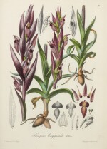 Jean-Baptiste Barla | Flore illustrée de Nice et des Alpes-Maritimes. Iconographie des orchidées, Nice, 1868