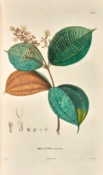 Alexander von Humboldt and Aimé Bonpland | Monographie des melastomacées [with rhexies], Paris, 1816-23, 2 vols in 1