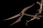 Articulated Pteranodon Skeleton