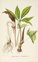  MIQUEL, FRIEDRICH ANTON WILHELM | Annales Musei Botanici Lugduno-Batavi. Amsterdam and Utrecht: C.G. van der Post, 1863-1869