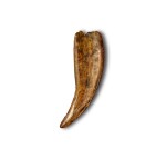 Saber-Toothed "Tiger" Cub Tooth — Milk Canine