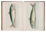 North, Roger — Eleazar Albin (illustrator) | Beautifully colored fish...