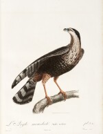 Louis Jean Pierre Vieillot | Histoire Naturelle des Oiseaux de l'Amerique Septentrionale, Paris, 1807 [-1808], 2 volumes