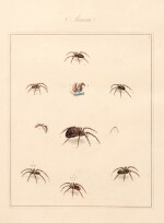 Thomas Martyn | Aranei, or a natural history of spiders, 1793, 2 parts in 1 volume