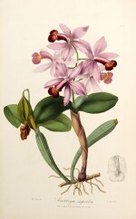 John Lindley | Sertum orchidaceum, London, 1838, contemporary green half calf rebacked