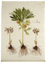 Waldstein and Kitaibel | Descriptiones et icones plantarum rariorum, Vienna, [1799-] 1802-12, contemporary half-morocco