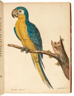 ALBIN | A natural history of birds, 1738-1740 (but later)