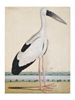 An Asian Openbill Stork (Anastomus Oscitans) in a landscape, Company School, Lucknow, circa 1780